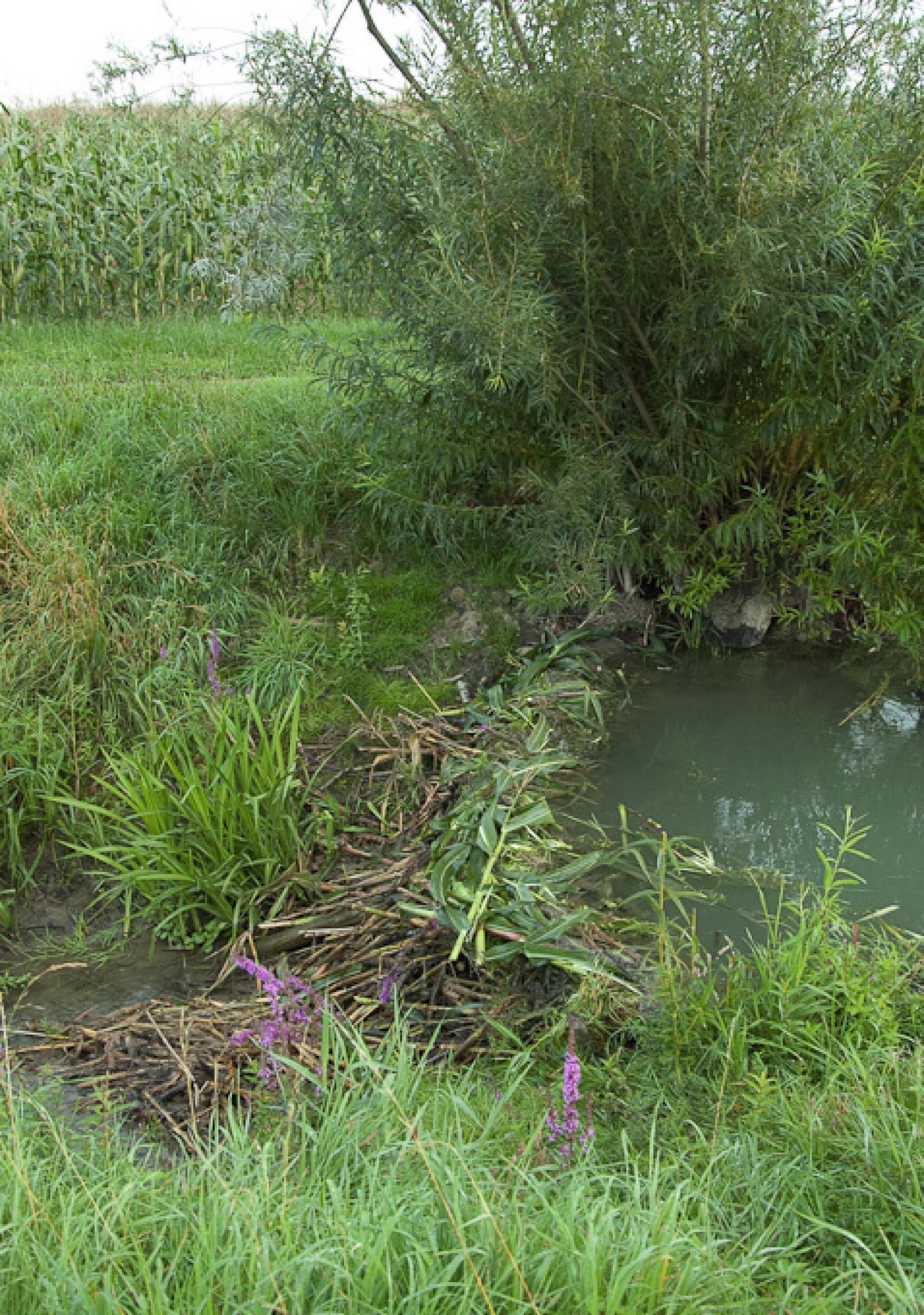 Biberdamm in einem Entwässerungskanal im Landwirtschaftsgebiet. Der Damm ist rein aus Maisstengeln gebaut (© Christof Angst)